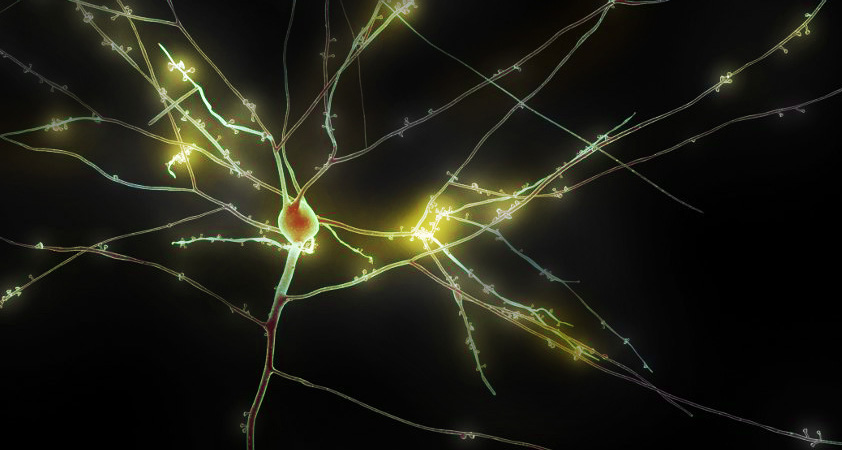 Research&Development TRANSLATIONAL PROGRAM